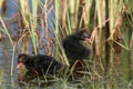 Chiks of moorhen. Royalty Free Stock Photo