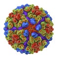 Chikungunya virus illustration