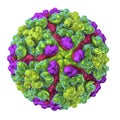 Chikungunya virus illustration