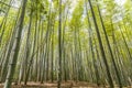 Chikurin no Michi Bamboo Grove in Arashiyama in Kyoto, Japan Royalty Free Stock Photo