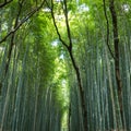 Chikurin-no-Michi: Path of Bamboo in Arashiyama. Royalty Free Stock Photo