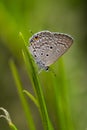 Chilades pandava, the plains Cupid, a lycaenid butterfly resting on grass straw.