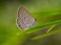 Chilades pandava, the plains Cupid, a lycaenid butterfly resting on grass straw. Royalty Free Stock Photo