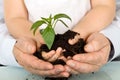 Child and adult hands holding new plant Royalty Free Stock Photo