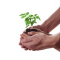 Child and adult hands holding soil heap with tomato seedling. Royalty Free Stock Photo