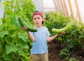 A child in amazement holding a large giant cucumbers in the greenhouse.