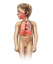 Child anatomy full respiratory system cutaway.