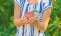 child with an apple in the garden. Selective focus Royalty Free Stock Photo