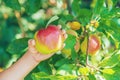 child with an apple in the garden. Selective focus Royalty Free Stock Photo