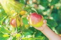 child with an apple in the garden. Selective focus Royalty Free Stock Photo