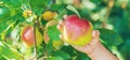 child with an apple in the garden. Selective focus Royalty Free Stock Photo