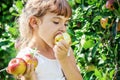 Child with an apple. Selective focus. Garden.