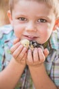 Child With Baby Chickens Royalty Free Stock Photo