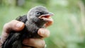 Child Baby Crow Petting, Kid Helping a Lost Raven, Crow Cub in Hands, Girl with Bird, Children Rescues Animals