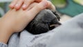 Child Baby Crow Petting, Kid Helping a Lost Raven, Crow Cub in Hands, Girl with Bird, Children Rescues Animals