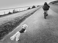 A child on a bike is chased by an excited small fluffy dog along a promenade. In monochrome. There is some motion blur Royalty Free Stock Photo