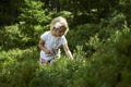 Child blond little girl picking fresh berries on blueberry field in forest.