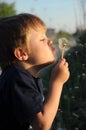 Child blowing on blowball