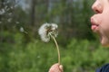 Child blowing out white seeds of dandelion Royalty Free Stock Photo