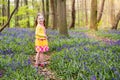 Child with bluebell flowers in spring forest