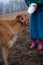 Bottle feeding a jersey calf Royalty Free Stock Photo