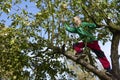Child Boy on Apple Tree climbing. Royalty Free Stock Photo