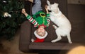 Child boy in an elf costume and Santa hat, lies next to a white dog on the couch near the Christmas tree. Top view Royalty Free Stock Photo