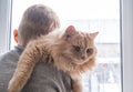 Child, boy holds his fluffy red cat on his shoulder near the window. A child strokes a cat. Attachment between children Royalty Free Stock Photo