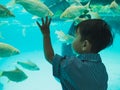 Child boy looking fish swimming in aquarium. Royalty Free Stock Photo