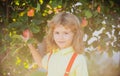 Child boy picking apples on backyard. Portrait kid in orchard apple garden, tree with apples. Royalty Free Stock Photo