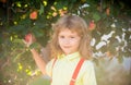 Child boy picking apples on backyard. Portrait kid in orchard apple garden, tree with apples. Royalty Free Stock Photo