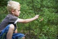 Child boy picking wild blueberries in a blueberry forest Royalty Free Stock Photo