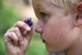 Child boy picking wild blueberries in a blueberry forest Royalty Free Stock Photo