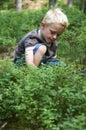 Child boy picking wild blueberries in a blueberry forest Royalty Free Stock Photo