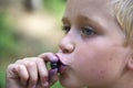 Child boy picking wild blueberries in a blueberry forest Royalty Free Stock Photo