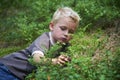 Child boy picking wild blueberries in a blueberry forest Royalty Free Stock Photo