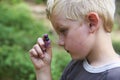 Child boy picking wild blueberries in a blueberry forest Royalty Free Stock Photo