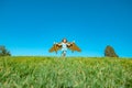 Child boy plays astronaut or pilot. Child on the background of blue sky. Kids with paper wings jetpack dreams. Children Royalty Free Stock Photo