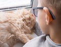 A child, a boy plays with his favorite fluffy red cat by the window. A child strokes a cat. Attachment between children Royalty Free Stock Photo