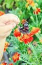 Child with a butterfly. Selective focus. nature