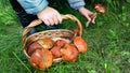 the child carries a large wicker basket with noble mushrooms. summer and autumn mushrooms on a background