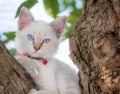 Child cat blue eye on tree Royalty Free Stock Photo