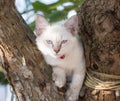 Child cat blue eye on tree Royalty Free Stock Photo
