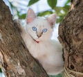 Child cat blue eye on tree Royalty Free Stock Photo