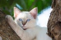 Child cat blue eye on tree Royalty Free Stock Photo