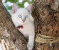 Child cat blue eye on tree Royalty Free Stock Photo