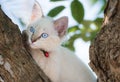 Child cat blue eye on tree Royalty Free Stock Photo