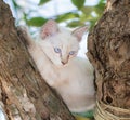 Child cat blue eye on tree Royalty Free Stock Photo