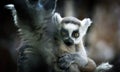 The child of the cat& x27;s lemur hugs the mother Royalty Free Stock Photo