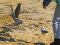 Child chasing pigeons on the beach